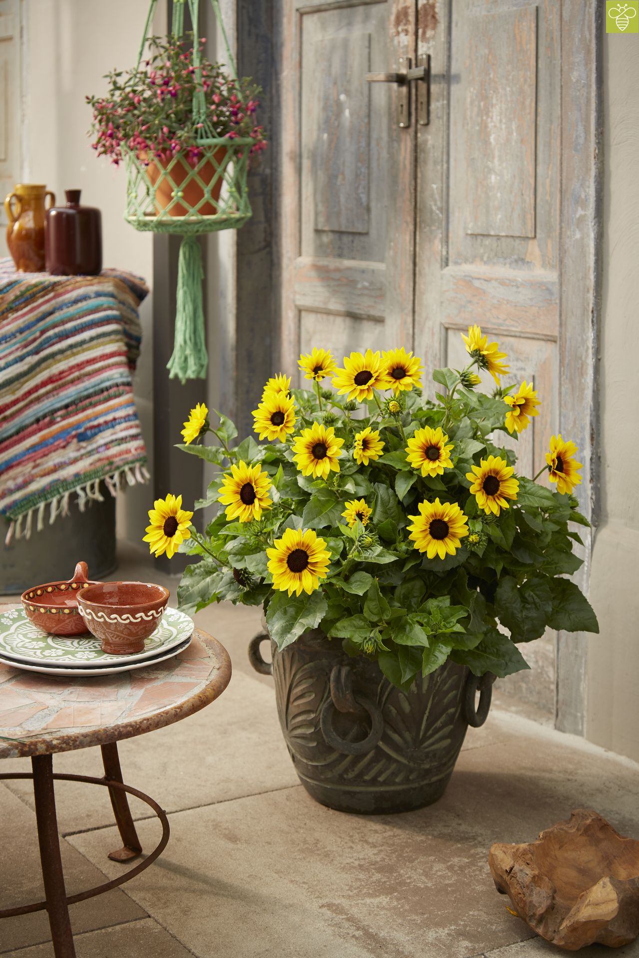 ℗ - Helianthus Sukkulentengarten Eyed Brown | Sunbelievable® Kübelpflanzen Balkon-Sonnenblume Girl