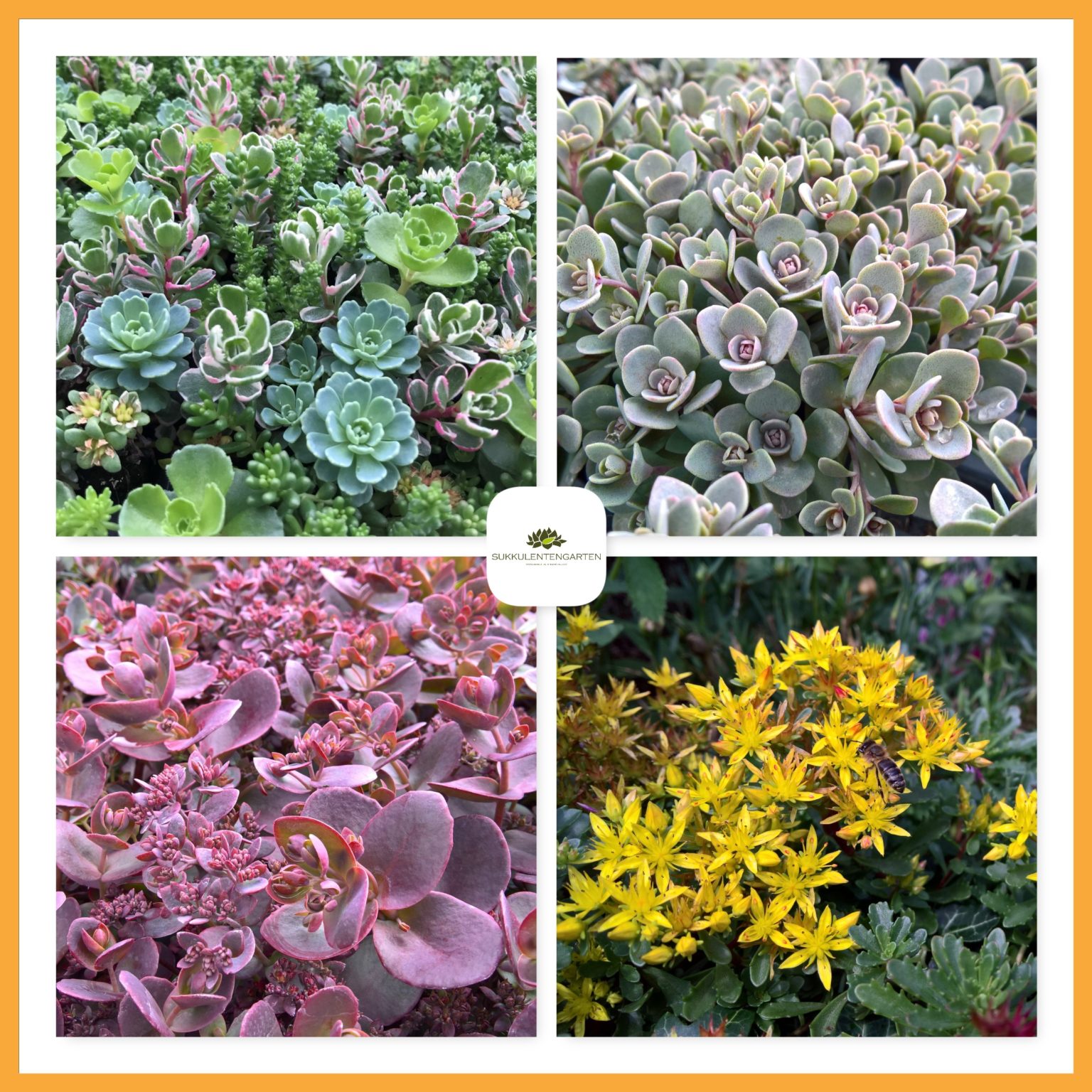 Sedum Mix Aus 3 Sorten Sedum 50 Pflanzen Für 4qm Dachbegrünung