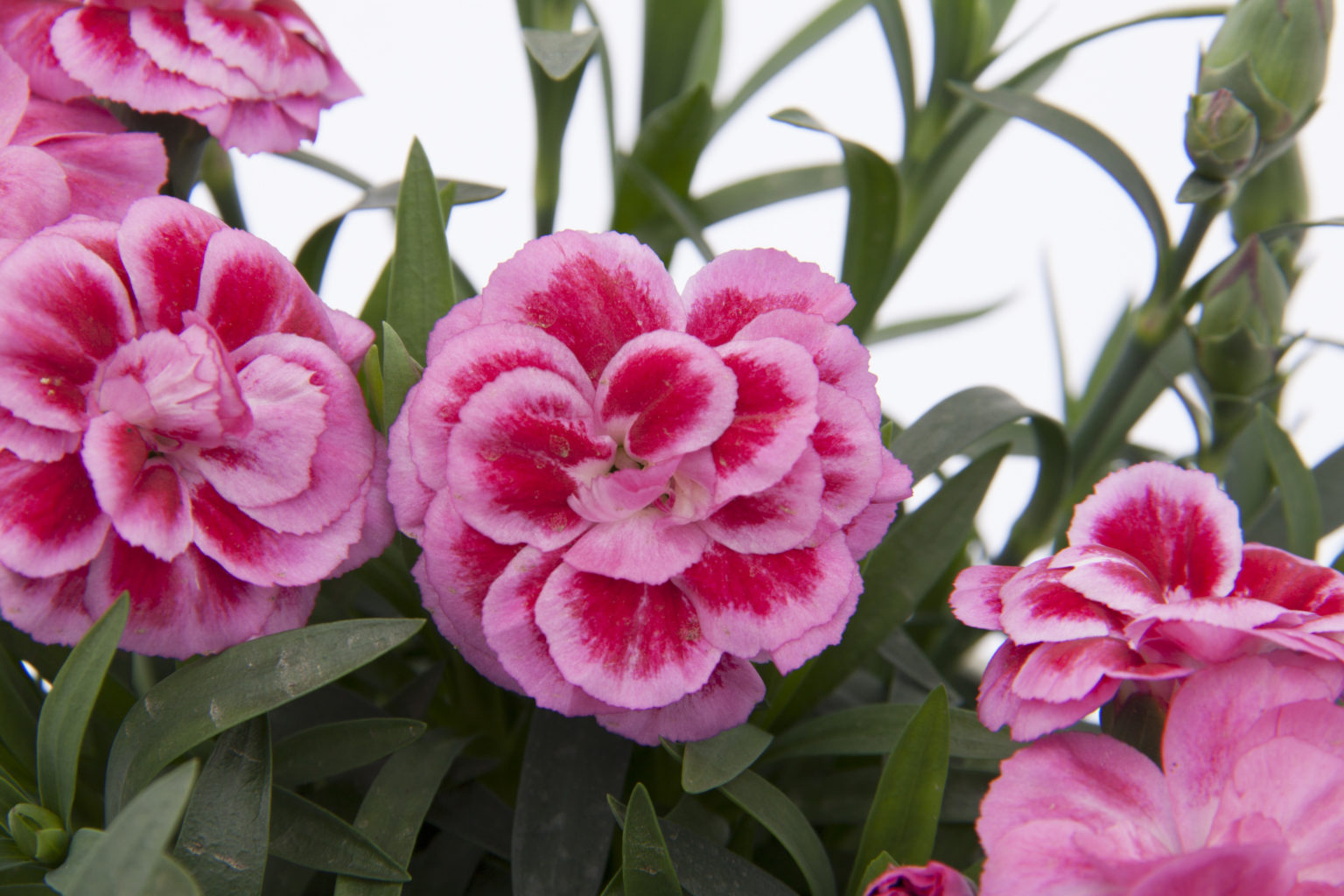 Dianthus GartenNelken &quot;OSCAR®&quot; 6 Stück im 10,5cm Topf