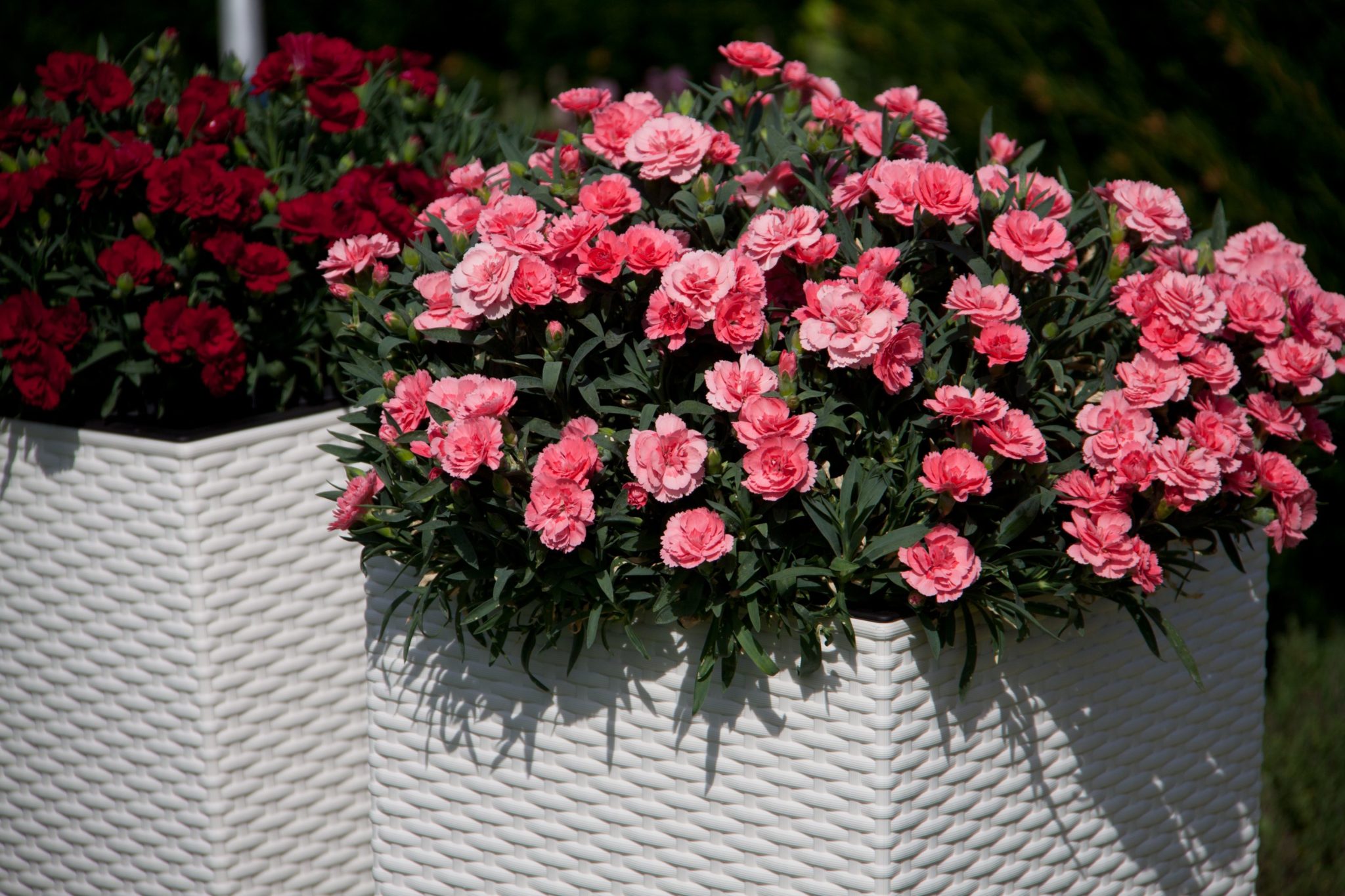 Dianthus GartenNelken &quot;OSCAR®&quot; 6 Stück im 10,5cm Topf