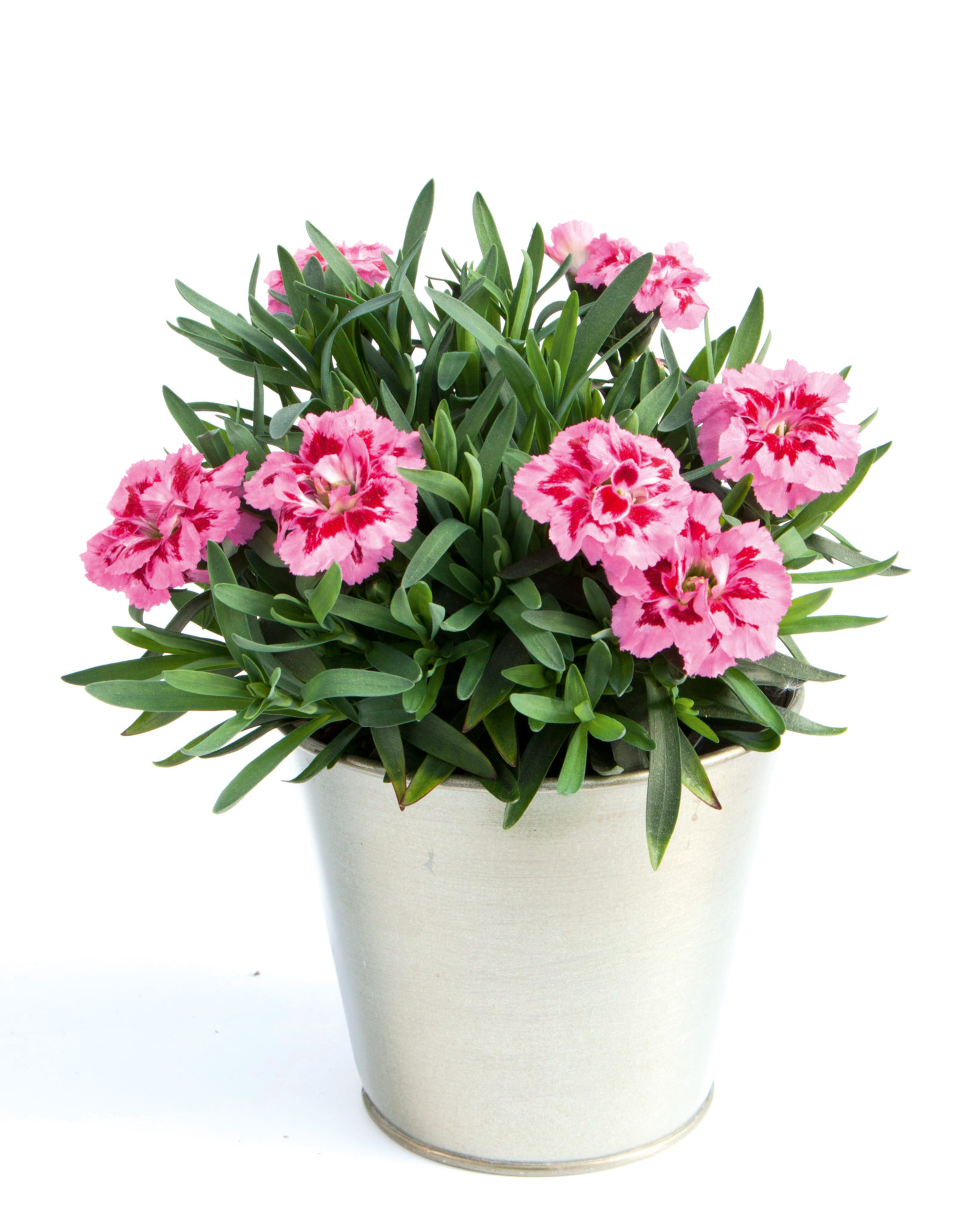 Dianthus GartenNelken &quot;OSCAR®&quot; 6 Stück im 10,5cm Topf