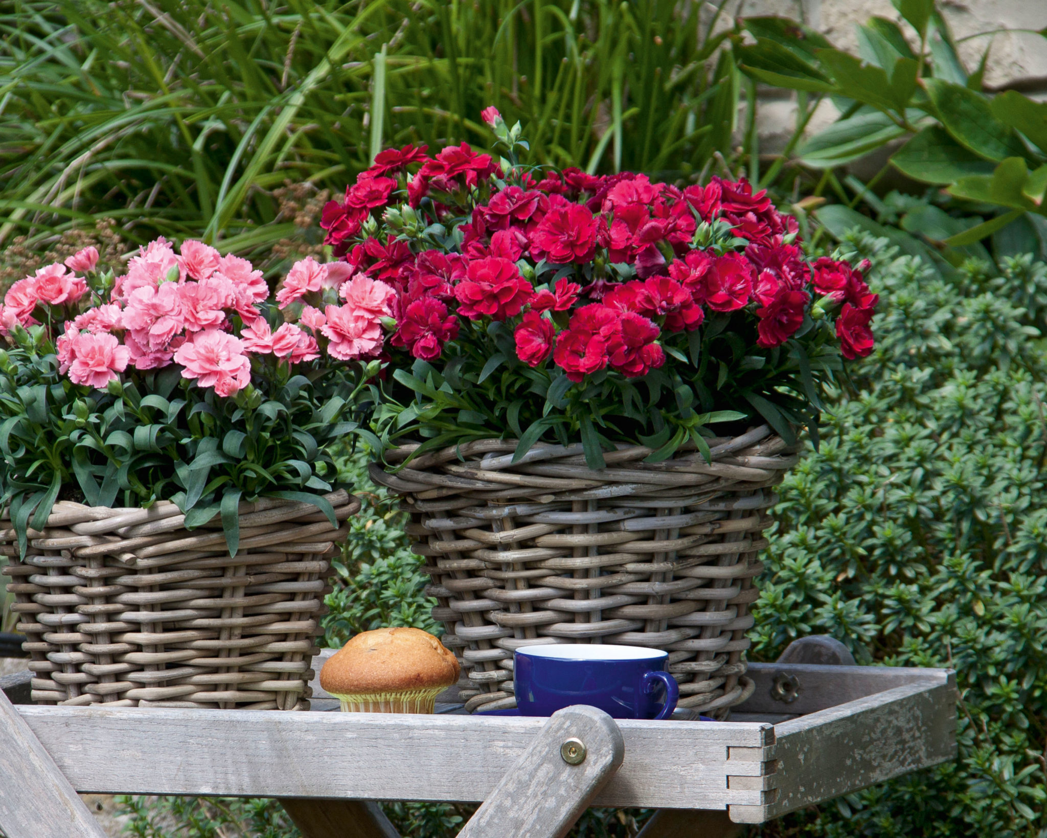 Dianthus GartenNelken &quot;OSCAR®&quot; 6 Stück im 10,5cm Topf