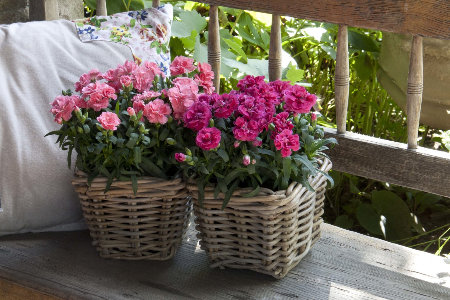 Dianthus GartenNelken &quot;OSCAR®&quot; 6 Stück im 10,5cm Topf